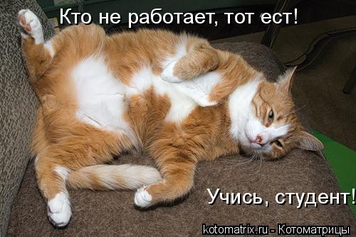 Кто не работает, тот ест! Учись, студент!... Котоматрица: Кто не работает, тот ест! Учись, студент!