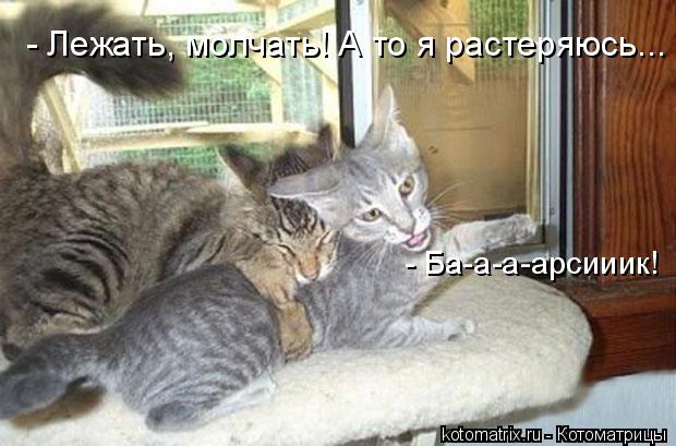 - Лежать, молчать! А то я растеряюсь... - Ба-а-а-арсииик!... Котоматрица: - Лежать, молчать! А то я растеряюсь... - Ба-а-а-арсииик!