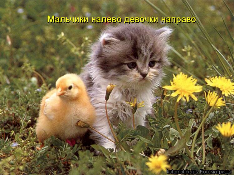 Мальчики налево девочки направо... Котоматрица: Мальчики налево девочки направо