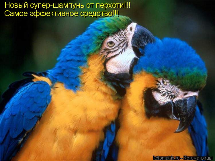 Новый супер-шампунь от перхоти!!! Самое эффективное средство!!!... Котоматрица: Новый супер-шампунь от перхоти!!! Самое эффективное средство!!!