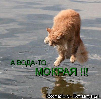 А ВОДА-ТО МОКРАЯ !!!... Котоматрица: А ВОДА-ТО МОКРАЯ !!!