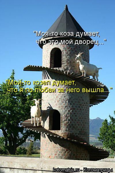 "Моя-то коза думает, что это мой дворец..." "Мой-то козел думает, что я по любви за него вышла..."... Котоматрица: "Моя-то коза думает, что это мой дворец..." "Мой-то козел думает, что я по любви за него вышла..."