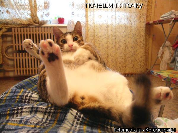 почеши пяточку... Котоматрица: почеши пяточку