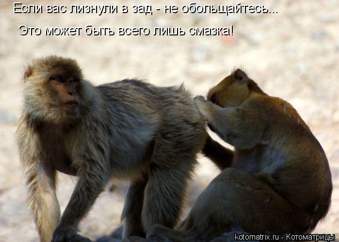 Если вас лизнули в зад - не обольщайтесь... Это может быть всего лишь смазка!... Котоматрица: Если вас лизнули в зад - не обольщайтесь... Это может быть всего лишь смазка!