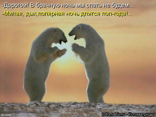 -Дорогой! В брачную ночь мы спать не будем... -Милая, дык,полярная ночь длится пол-года!...... Котоматрица: -Дорогой! В брачную ночь мы спать не будем... -Милая, дык,полярная ночь длится пол-года!...