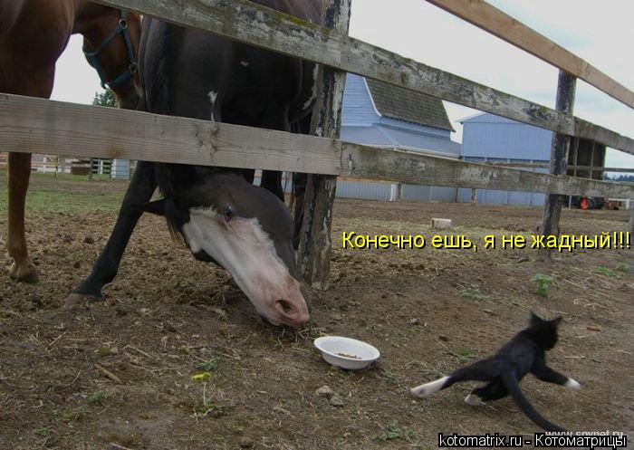 Конечно ешь, я не жадный!!!... Котоматрица: Конечно ешь, я не жадный!!!