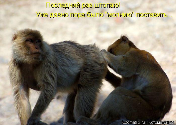 Последний раз штопаю! Уже давно пора было "молнию" поставить...... Котоматрица: Последний раз штопаю! Уже давно пора было "молнию" поставить...
