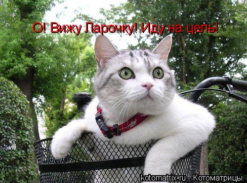 О! Вижу Ларочку! Иду на цель!... Котоматрица: О! Вижу Ларочку! Иду на цель!
