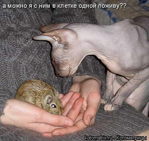 а можно я с ним в клетке одной поживу??... Котоматрица: а можно я с ним в клетке одной поживу??