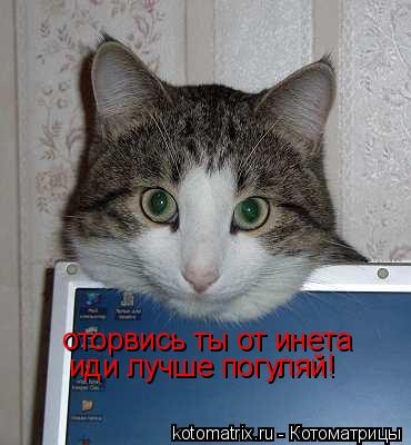 оторвись ты от инета иди лучше погуляй!... Котоматрица: оторвись ты от инета иди лучше погуляй!