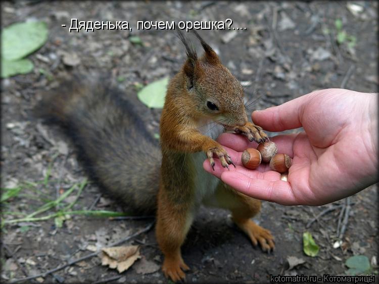 - Дяденька, почем орешка?....... Котоматрица: - Дяденька, почем орешка?....