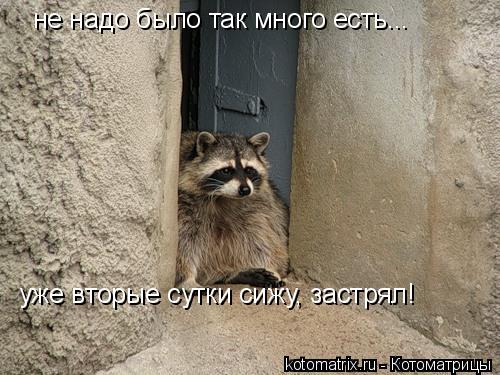 не надо было так много есть... уже вторые сутки сижу, застрял!... Котоматрица: не надо было так много есть... уже вторые сутки сижу, застрял!