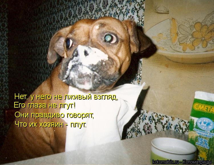 Нет, у него не лживый взгляд, Его глаза не лгут! Они правдиво говорят, Что их хозяин - плут.... Котоматрица: Нет, у него не лживый взгляд, Его глаза не лгут! Они правдиво говорят, Что их хозяин - плут.