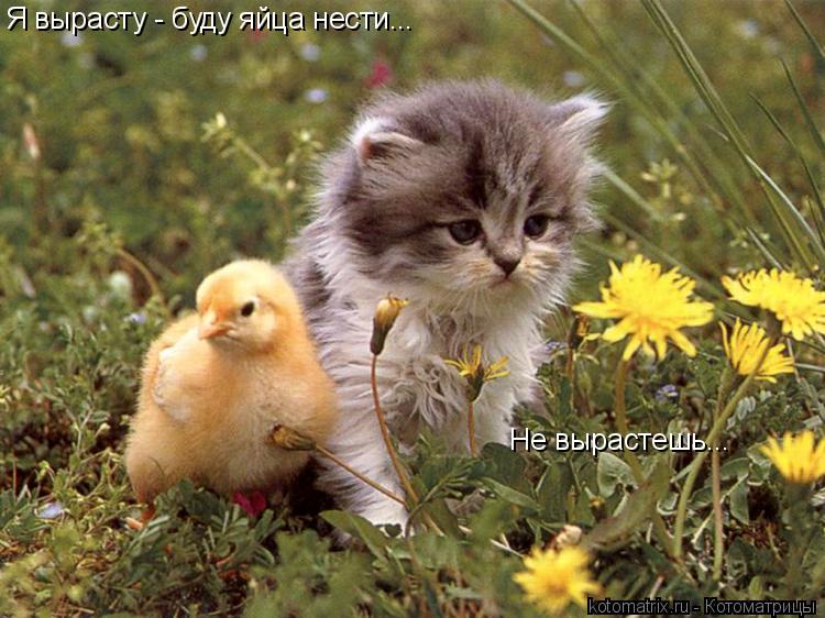 Я вырасту - буду яйца нести... Не вырастешь...... Котоматрица: Я вырасту - буду яйца нести... Не вырастешь...