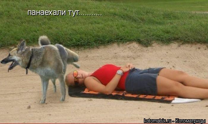 панаехали тут.............. Котоматрица: панаехали тут...........