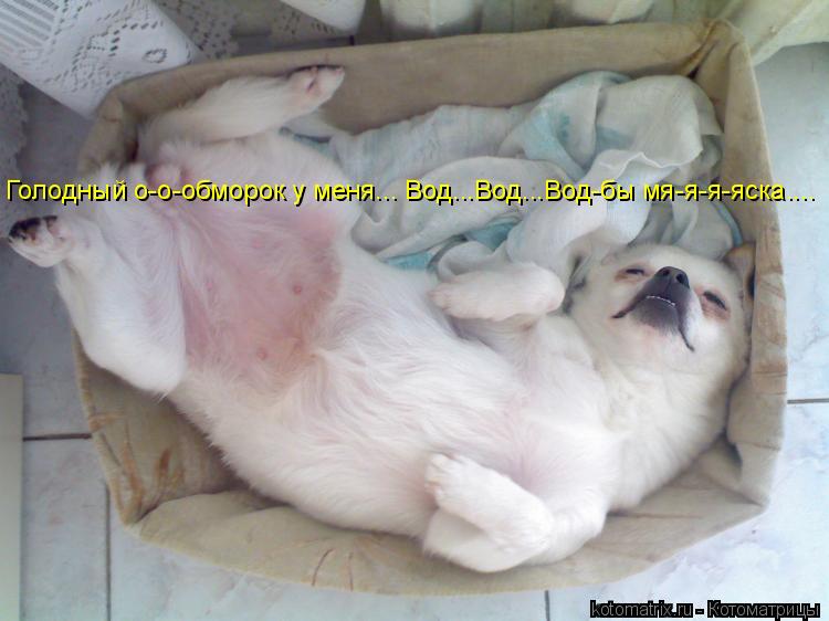 Голодный о-о-обморок у меня... Вод...Вод...Вод-бы мя-я-я-яска....... Котоматрица: Голодный о-о-обморок у меня... Вод...Вод...Вод-бы мя-я-я-яска....