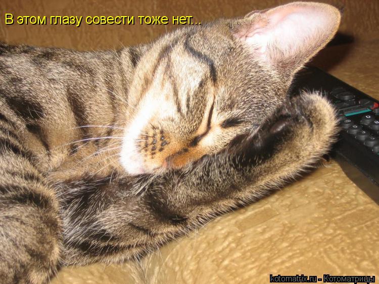 В этом глазу совести тоже нет...... Котоматрица: В этом глазу совести тоже нет...