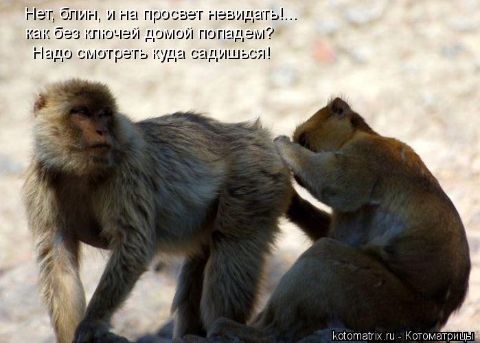 Нет, блин, и на просвет невидать!... как без ключей домой попадем? Надо смотреть куда садишься!... Котоматрица: Нет, блин, и на просвет невидать!... как без ключей домой попадем? Надо смотреть куда садишься!