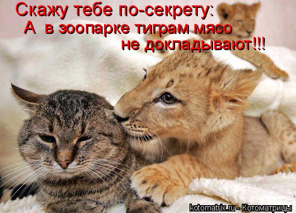 Скажу тебе по-секрету: А в зоопарке тиграм мясо не докладывают!!!... Котоматрица: Скажу тебе по-секрету: А в зоопарке тиграм мясо не докладывают!!!