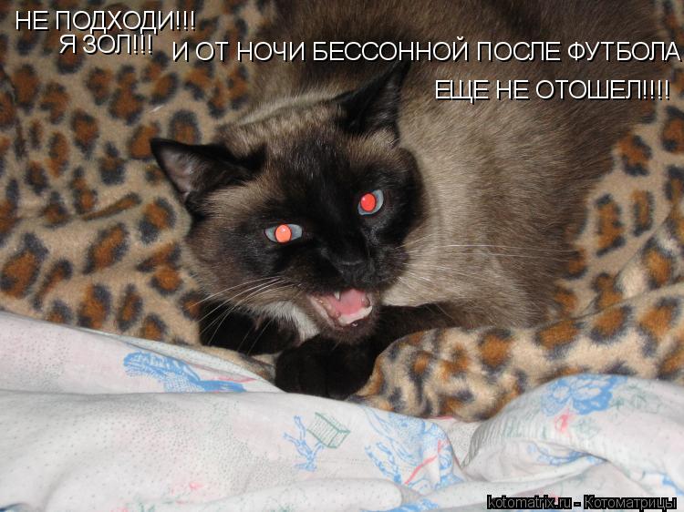 НЕ ПОДХОДИ!!! Я ЗОЛ!!! ЕЩЕ НЕ ОТОШЕЛ!!!! И ОТ НОЧИ БЕССОННОЙ ПОСЛЕ ФУТБОЛА... Котоматрица: НЕ ПОДХОДИ!!! Я ЗОЛ!!! ЕЩЕ НЕ ОТОШЕЛ!!!! И ОТ НОЧИ БЕССОННОЙ ПОСЛЕ ФУТБОЛА