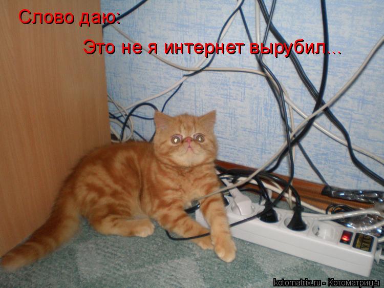 Слово даю: Это не я интернет вырубил...... Котоматрица: Слово даю: Это не я интернет вырубил...