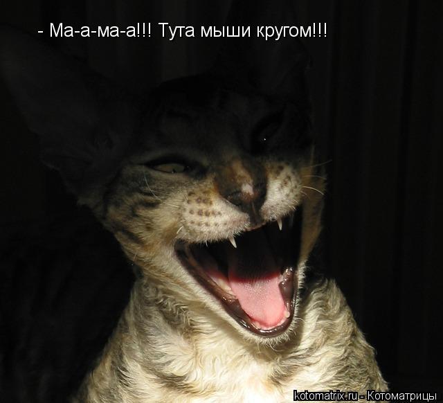 - Ма-а-ма-а!!! Тута мыши кругом!!!... Котоматрица: - Ма-а-ма-а!!! Тута мыши кругом!!!