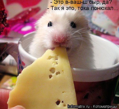 - Так я это, тока понюхал... - Это в-ваш-ш сыр, да?... Котоматрица: - Так я это, тока понюхал... - Это в-ваш-ш сыр, да?