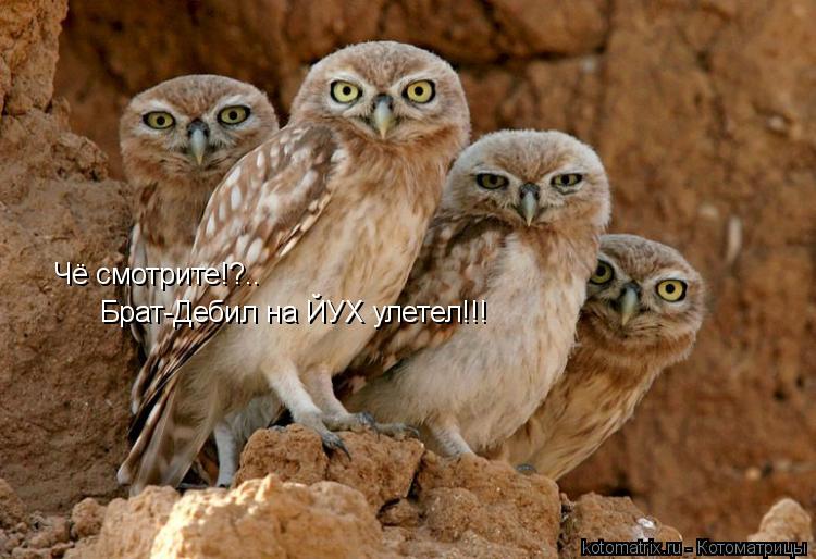 Чё смотрите!?.. Брат-Дебил на ЙУХ улетел!!!... Котоматрица: Чё смотрите!?.. Брат-Дебил на ЙУХ улетел!!!