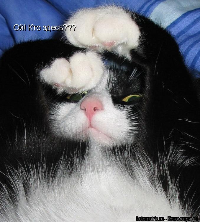 Ой! Кто здесь???... Котоматрица: Ой! Кто здесь???