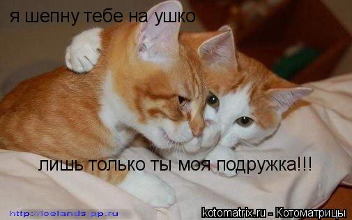 я шепну тебе на ушко лишь только ты моя подружка!!!... Котоматрица: я шепну тебе на ушко лишь только ты моя подружка!!!