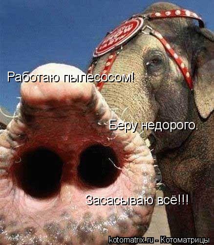 Работаю пылесосом! Беру недорого. Засасываю всё!!!... Котоматрица: Работаю пылесосом! Беру недорого. Засасываю всё!!!