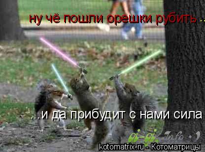 ну чё пошли орешки рубить ...и да прибудит с нами сила ..... Котоматрица: ну чё пошли орешки рубить ...и да прибудит с нами сила ..