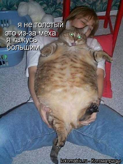 я не толстый это из-за меха я кажусь большим... Котоматрица: я не толстый это из-за меха я кажусь большим