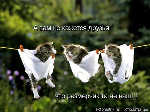 Котоматрица: А вам не кажется друзья что размерчик та не наш!!!