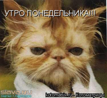 УТРО ПОНЕДЕЛЬНИКА!!!... Котоматрица: УТРО ПОНЕДЕЛЬНИКА!!!