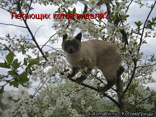 Летающих котов видали?... Котоматрица: Летающих котов видали?