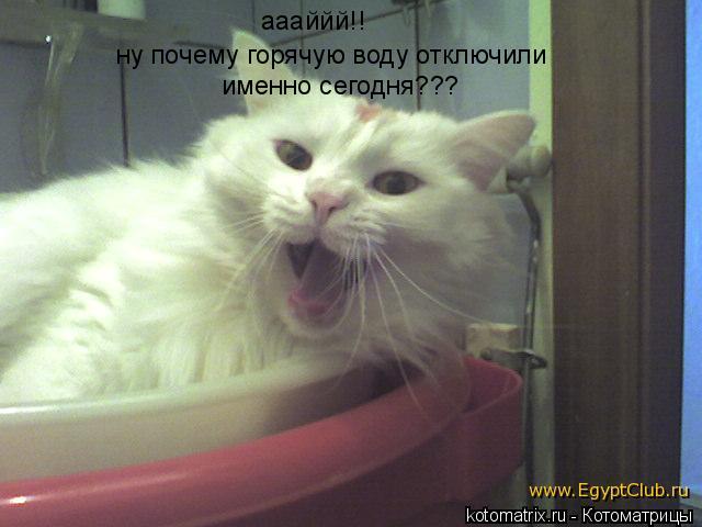 аааййй!! ну почему горячую воду отключили именно сегодня???... Котоматрица: аааййй!! ну почему горячую воду отключили именно сегодня???