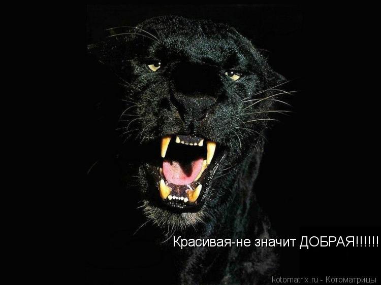 Красивая-не значит ДОБРАЯ!!!!!!!!!!... Котоматрица: Красивая-не значит ДОБРАЯ!!!!!!!!!!