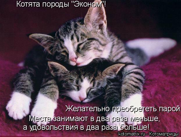 Котята породы "Эконом"! Желательно преобрететь парой. Места занимают в два раза меньше, а удовольств... Котоматрица: Котята породы "Эконом"! Желательно преобрететь парой. Места занимают в два раза меньше, а удовольствия в два раза больше!