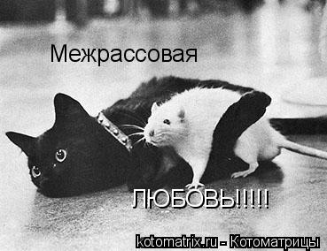 Межрассовая ЛЮБОВЬ!!!!!... Котоматрица: Межрассовая ЛЮБОВЬ!!!!!