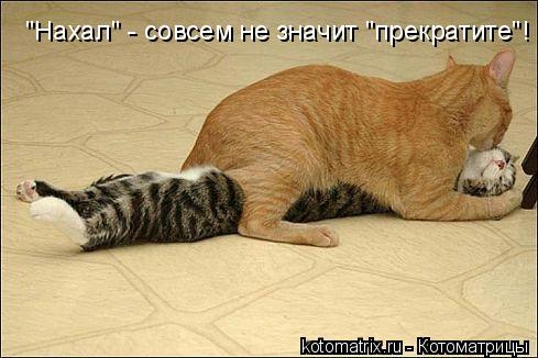 "Нахал" - совсем не значит "прекратите"!... Котоматрица: "Нахал" - совсем не значит "прекратите"!