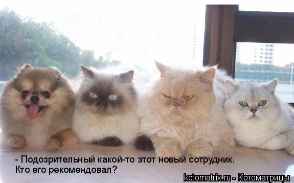 - Подозрительный какой-то этот новый сотрудник. Кто его рекомендовал?... Котоматрица: - Подозрительный какой-то этот новый сотрудник. Кто его рекомендовал?
