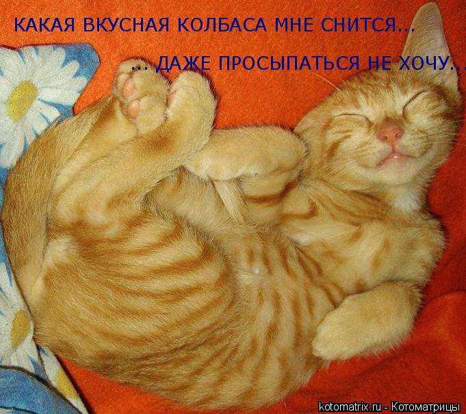 КАКАЯ ВКУСНАЯ КОЛБАСА МНЕ СНИТСЯ... ... ДАЖЕ ПРОСЫПАТЬСЯ НЕ ХОЧУ...... Котоматрица: КАКАЯ ВКУСНАЯ КОЛБАСА МНЕ СНИТСЯ... ... ДАЖЕ ПРОСЫПАТЬСЯ НЕ ХОЧУ...