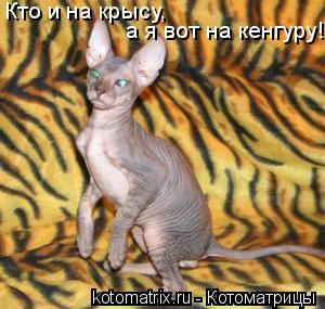 Котоматрица: Кто и на крысу, а я вот на кенгуру!!!