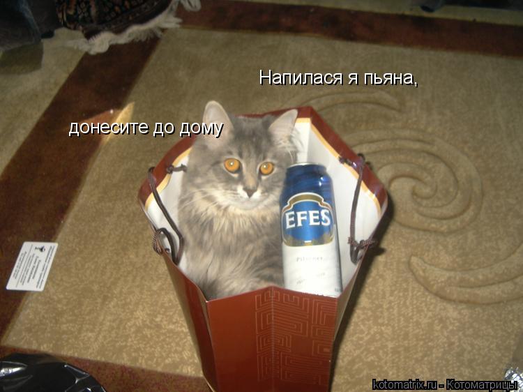 Напилася я пьяна, донесите до дому... Котоматрица: Напилася я пьяна, донесите до дому