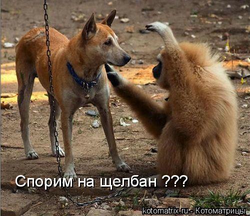 Спорим на щелбан ???... Котоматрица: Спорим на щелбан ???