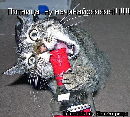 Пятница, ну начинайсяяяяя!!!!!!!!... Котоматрица: Пятница, ну начинайсяяяяя!!!!!!!!