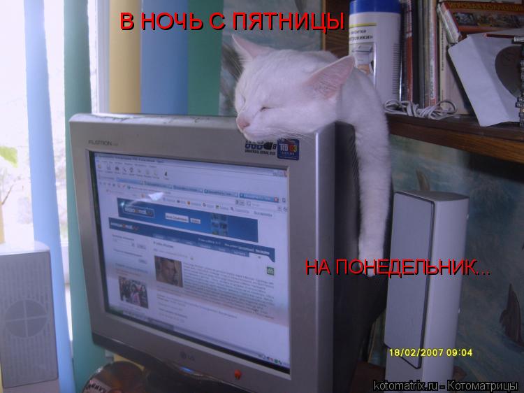 В НОЧЬ С ПЯТНИЦЫ НА ПОНЕДЕЛЬНИК...... Котоматрица: В НОЧЬ С ПЯТНИЦЫ НА ПОНЕДЕЛЬНИК...