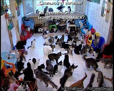 Котоматрица: Сколько тут котиков! Ой девчёнки! может познакомимся?