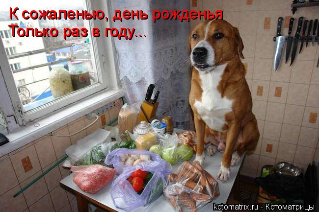 К сожаленью, день рожденья Только раз в году...... Котоматрица: К сожаленью, день рожденья Только раз в году...
